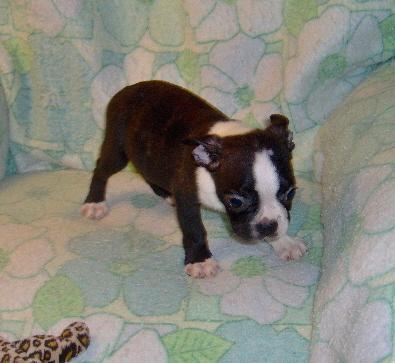 Boston Terrier Puppies for Sale